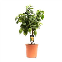 Fortunella Margarita 22/70