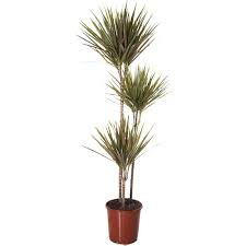 Dracaena Marginata Bicolor 3pp 21/115