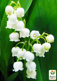 Convallaria Majalis 9/15
