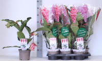 Medinila Magic Flamenco 17/40