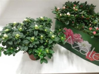 Rhododendron Si Gem 6/10