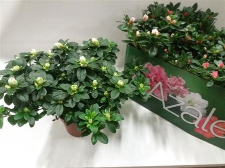 Rhododendron Si Gem 6/10