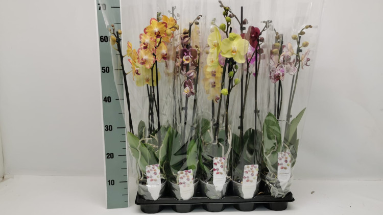 Phal 2-tak Phalaenova Mix 12/60
