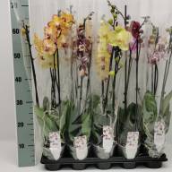 Phal 2-tak Phalaenova Mix 12/60 - IMG-20230725-WA0011
