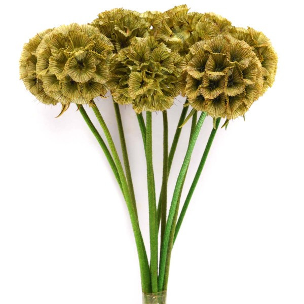 Scabiosa Pres Green