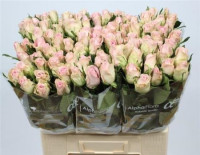 Rose Bisou 60 sm