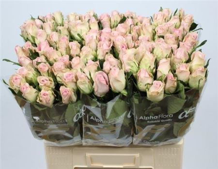 Rose Bisou 60 sm