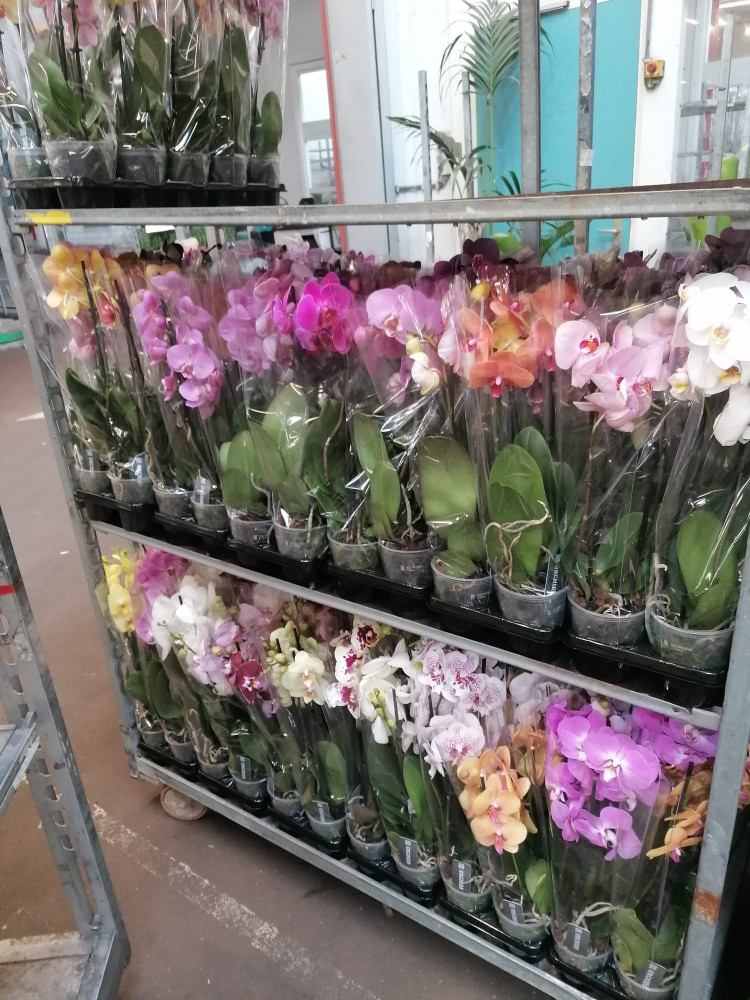 Phal A2 2-tak Orhids Mix 12/50