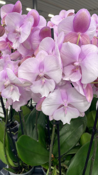 Phal 2-tak Pink/paars Piko 12/50
