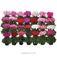 Cyclamen Super Compact 510/17