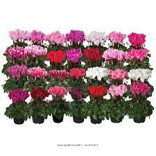 Cyclamen Super Compact 510/17
