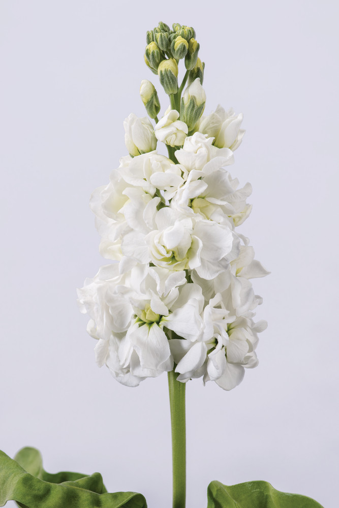 Matthiola Jor White  X10