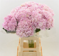 Hydr Z Forse X5 -60cm