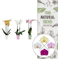 Phal 2-tak Stolk Flora Anna Mix 12/55