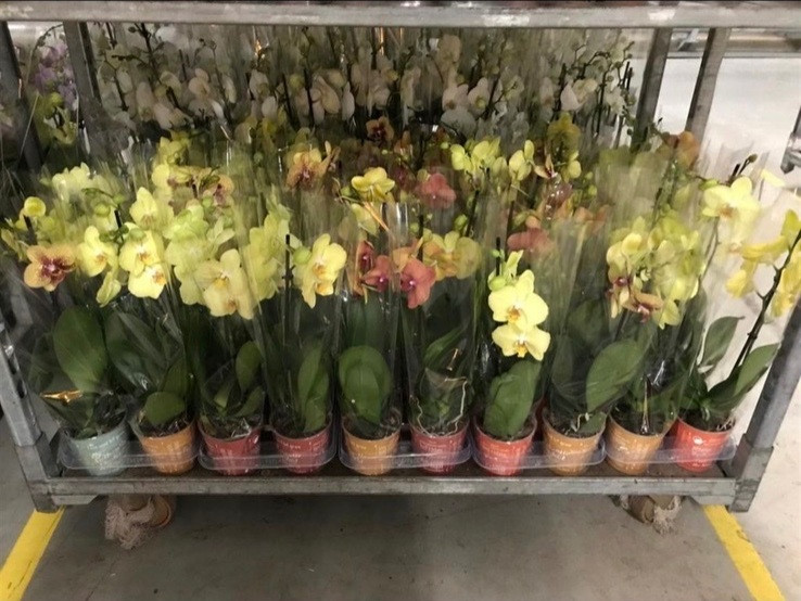 Phal 1-tak Authentic Yellow 12/60
