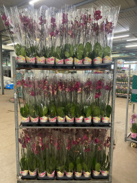 Phal A2 2-tak Levo Red 12/75