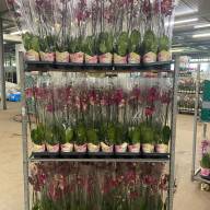 Phal A2 2-tak Levo Red 12/75 - IMG-20240703-WA0011