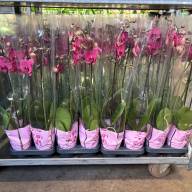 Phal A2 2-tak Levo Red 12/75 - IMG-20241122-WA0035