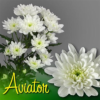 Chr T Aviator New
