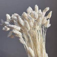 Phalaris Drey En Died White