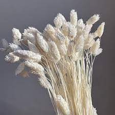 Phalaris Drey En Died White