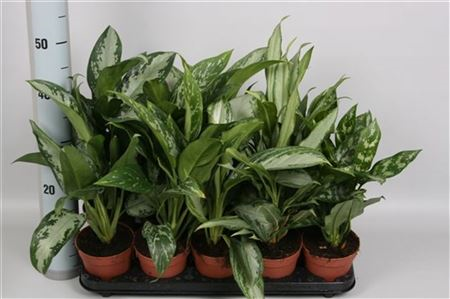 Aglaonema Mix