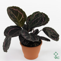 Calathea Roseapicta Dottie