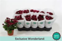 Chrysanth Wonderland (sv.co)