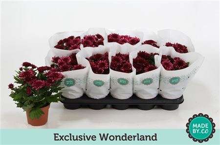Chrysanth Wonderland (sv.co)