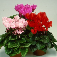 Cyclamen Sup Carino 510/15