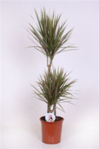 Dracaena Marg Bicolor 60-30-15