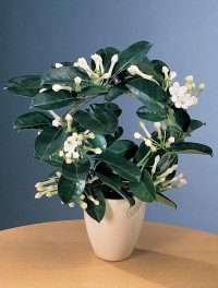 Stephanotis 12/40