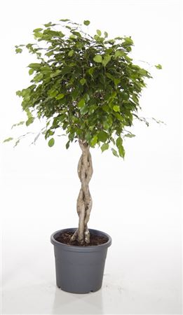 Ficus Be Gevlocht