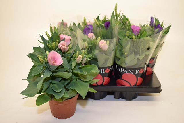 Eustoma Gem 510/36