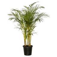 Dypsis Lutescens 19/80 - Без названия (38)