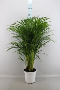 Dypsis Lutescens 19/80