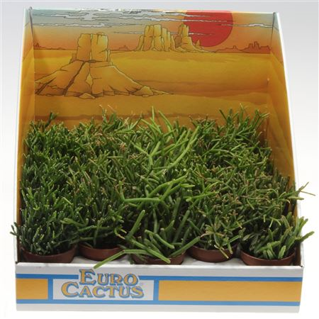 Rhipsalis Showdoos (1070)