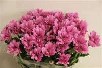 Chr T Grand Pink X5