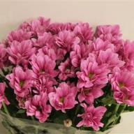 Chr T Grand Pink X5 - Chr T Grand Pink