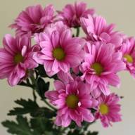 Chr T Grand Pink X5 - Grand-Pink