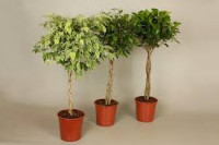 Ficus Benghalensis Joy 21/105