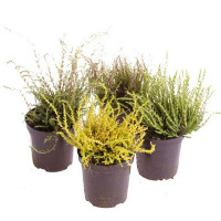 Calluna Leonie 12/22