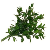Ruscus Hypophyllum 60sm