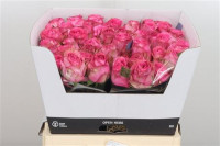 Rose Pink Torrent 60 sm