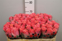 Rose Ace Pink 70 sm