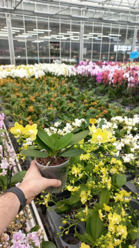 Phal 2-tak Table Lemon Duijn-Hove 12/30