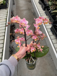 Phal 2 Aromio Oriental 12/35