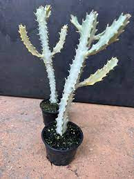 Euphorbia White 13/35