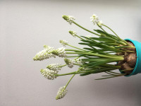 Muscari White Magic 9/11