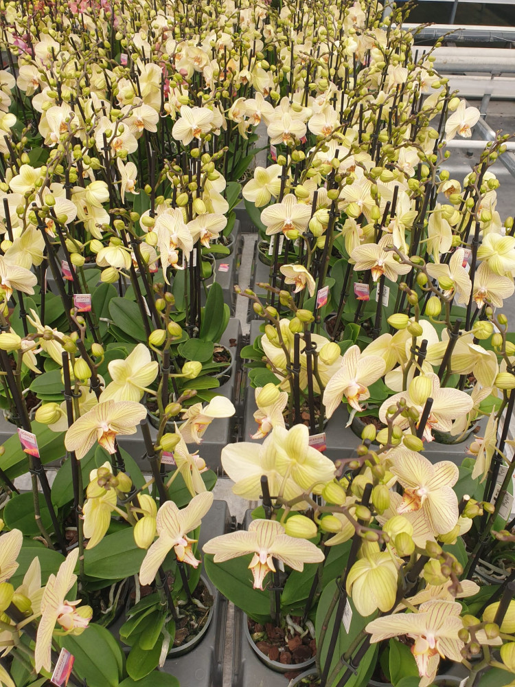 Phal Mf 2-tak Paars 9/30